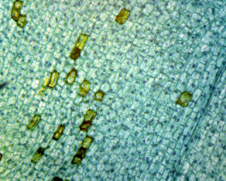 Prepared Microscope Slide, Elodea Submerged Leaf; Whole-mount Microscope Slide