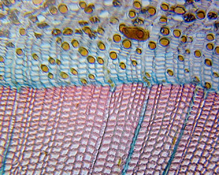Prepared Microscope Slide, Pine Mature Stem; Showing Annual Rings and Resin Ducts; Cross Section