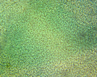 Prepared Microscope Slide, Ulva (Sea Lettuce) Thallus; Whole-mount