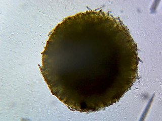 Prepared Microscope Slide, Spongia (Commercial Bath Sponge); Section