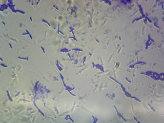 Prepared Microscope Slide, Bacillus Subtilis (Spore Forming); Smear; Gram-Positive