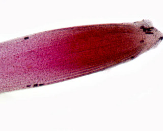 Prepared Microscope Slide, Grass Root; Showing Root Hairs and Cap; Whole-mount Prepared Microscope Slide, Grass Root; Showing Root Hairs and Cap; Whole-mount