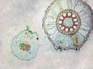 Prepared Microscope Slide, Monocot and Dicot Root Comparison; Cross Section; QS Stain