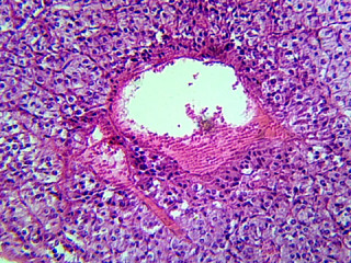 Prepared Microscope Slide, Adrenal Glands, Mammalian; Showing Cortex and Medulla; Section Prepared Microscope Slide, Adrenal Glands, Mammalian; Showing Cortex and Medulla; Section