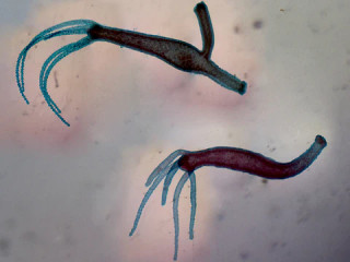 Prepared Microscope Slide, Hydra Adult with Bud and Hydra Adult without Bud; Whole-mount