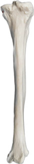 Tibia Bone Model_view