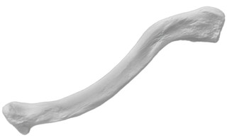 Clavicle Bone Model_Right