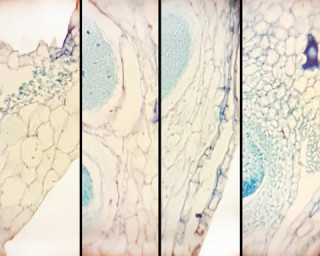 Prepared Microscope Slide, Marchantia Life History Composite; Section Showing Gemmae Cup, Anteredia, Archegonia and Sporophyte