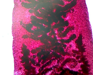 Prepared Microscope Slide, Fasciola Hepatica; Whole-mount