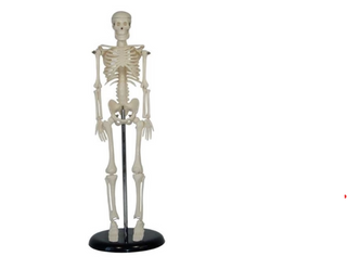 Skeleton Model, Desktop Sized, for Science Education