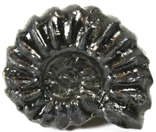 Eisco Labs: Fossil Replica, Brancoceras sp. 4cm_MAIN Eisco Labs: Fossil Replica, Brancoceras sp. 4cm_MAIN