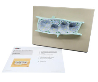 Eisco Labs: Plant Cell Model with Detailed Organelles_3