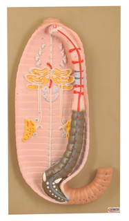 Eisco Labs: Model Earthworm Dissection Kit_main