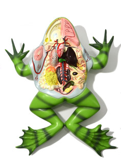 Eisco Labs: Frog Model on Stand Without Open Back_main