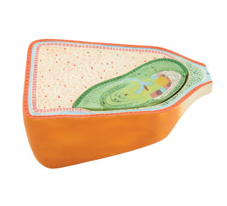 Eisco Labs: Corn Seed Internal – External Anatomy Model_main