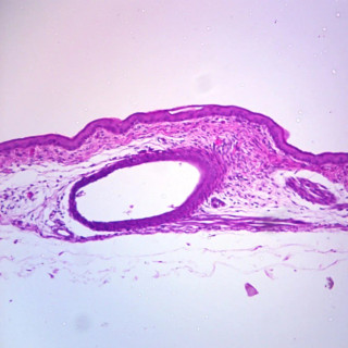 Prepared Microscope Slide – Bird Skin with Feather Details_main