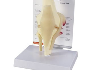 Full Size Right Knee Joint Anatomical Model Includes: Femur, Fibula, Patella and Tibia Bones_main