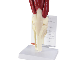 Full Size Right Knee Anatomical Model_main