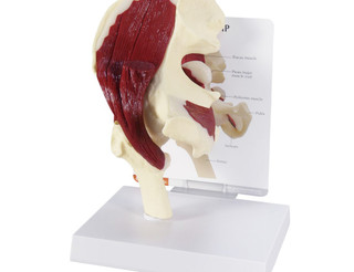 Full Size Right Muscled Hip Model with Femur_main