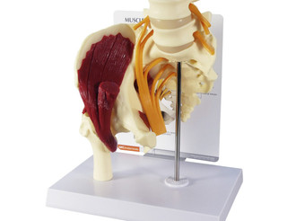 Full Size Normal Right Hip with Proximal Femur and Lower Lumbar Vertebrae