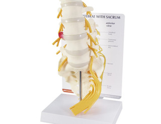 Full Size Lumbar Spine Model L1–L5 with Sacrum_main 
