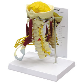 Full Size Muscled Cervical Vertebrae Model_main