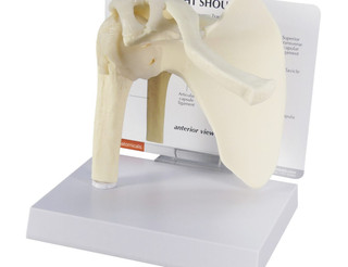 Full Size Right Shoulder Anatomical Model_main