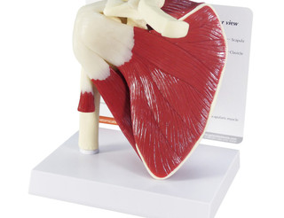 Full Size Human Right Shoulder Anatomy Model_main