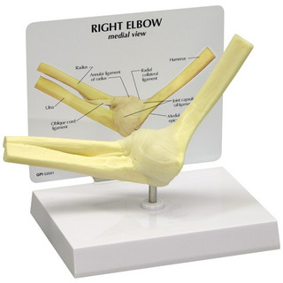 Full Size Right Elbow Joint Anatomy Model_main