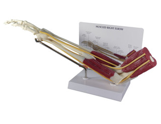 Full Size Right Elbow to Humerus Hand Anatomy Model_main
