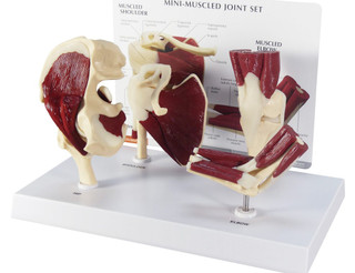 Set of 4 Reduced Size Human Joint Models_main