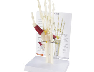 Full Size Hand Wrist Forearm Bone Model Cast_main