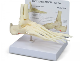 Full Size Foot & Ankle Model with Plantar Fascia_main