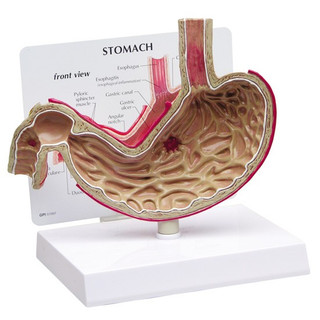 Full Size Cut-Away Human Stomach Model_main