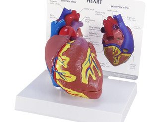 Full Size Two-Piece Human Heart Anatomy Model_main