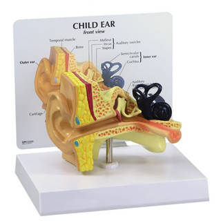 Oversized Child Ear Anatomical Teaching Model_main