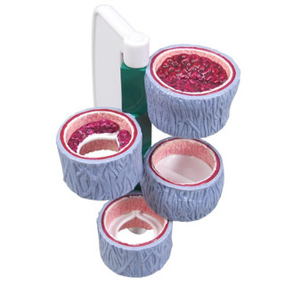 Four-Stage Vein Blood Flow Cross-Section Model_main