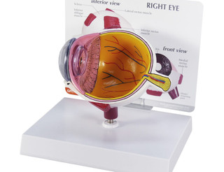 Oversized Eye Anatomy Model with Cutaway View_main
