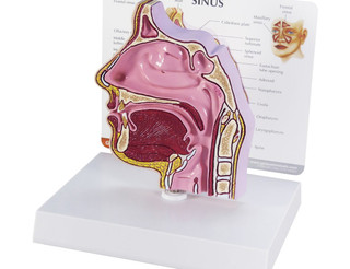 Full Size Nasal Passage Cut-Away Anatomy Model