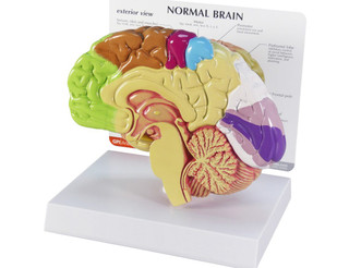 Anatomical Right Half Brain Model for Study & Display_main