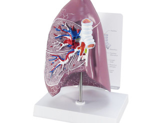 Full Size Cut-Away Human Lung Anatomy Model_main