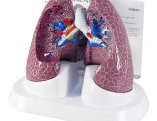 Full-Size Dual-Sided Lung Model Set with Cutaways_main