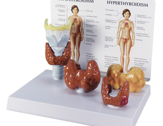 Set of Four Thyroid Models with Larynx Anatomy_main