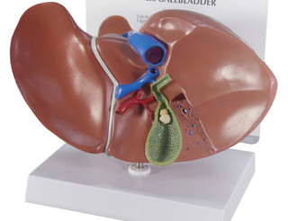 Full Size Liver & Gallbladder Cutaway Model_main