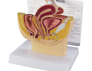 Reduced Female Pelvis Mid-Sagittal Model_main
