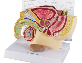Mid-Sagittal Male Pelvis Anatomy Model_main