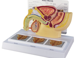 Reduced Male Pelvis Model with Prostate Sections_main