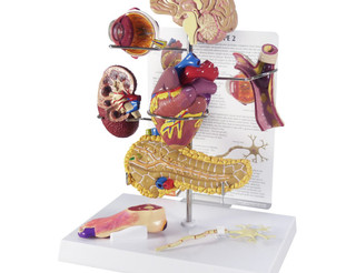 Type II Diabetes Multi-Organ Educational Model Kit