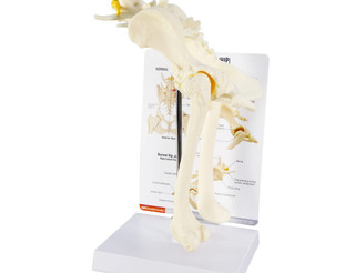 Canine Pelvis Model with Osteoarthritis Comparison_main