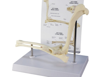Healthy Canine Left Elbow Joint Anatomy Model_main